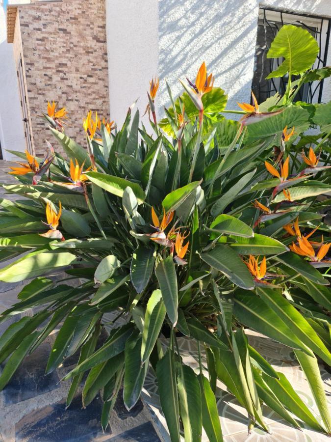 Tropical Paradise In Willa *